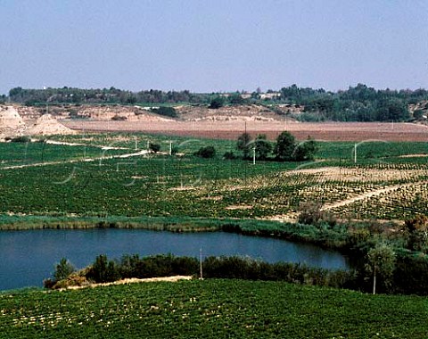 Vineyards on the Raimat estate 1250ha of vines areplanted here at an average altitude of 330mViticulture is only possible by irrigation from  theCanal de Aragon y Cataluna which flows through theproperty bringing meltwater from the Pyrenees DO Costers del Segre
