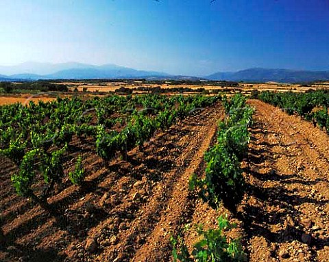 Vineyards near Adahuesca with the foothills of the   Pyrnes in the distance Aragon Spain DO   Somontano
