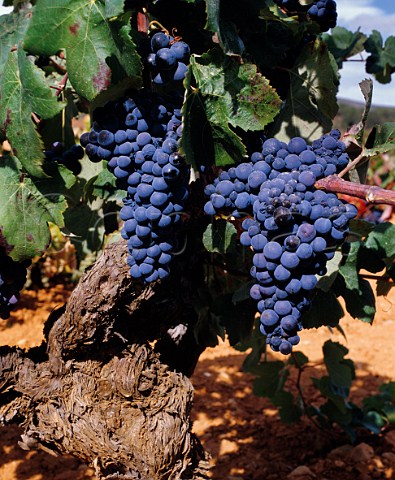 Bobal grapes on old vine  UtielRequena