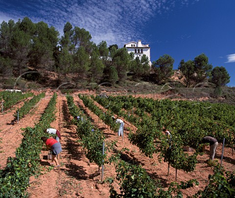 Harvesting Sauvignon Blanc grapes in the Fransola  vineyard of Miguel Torres at an altitude of 550m near Santa Maria de Miralles Catalonia Spain   Alt Penedes