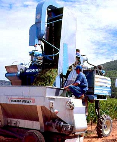 Machine harvested Sauvignon Blanc grapes on the   Fransola Estate of Miguel Torres at an altitude of   550m near Santa Maria de Miralles Catalonia Spain   Alt Penedes