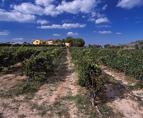 Torres Mas la Plana vineyard Cabernet Sauvignon at   Pacs del Penedes Catalonia Spain     Penedes
