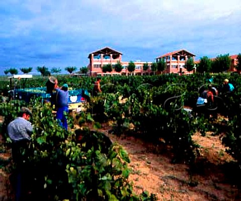 Harvesting Xarello grapes at Cavas Chandon the   Spanish branch of Moet et Chandon Subirats   Catalonia Spain  Penedes