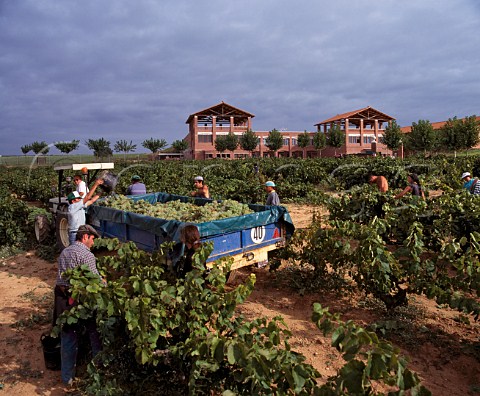 Harvesting Xarello grapes in vineyard at Cavas   Chandon the Spanish branch of Mot et Chandon   Subirats Catalonia Spain  Peneds