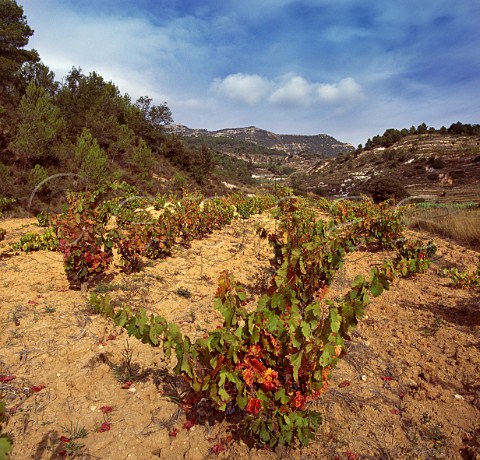 Vineyard near Cornudella de Montsant   Tarragona province Catalonia Spain     Montsant DO