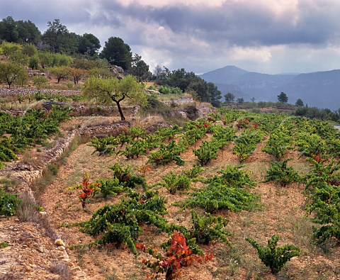 Terraced vineyard near Cornudella de Montsant Tarragona province Catalonia Spain Montsant DO