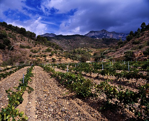 Vineyard trained on wires with the Sierra de   Montsant in distance Scala Dei Catalonia Spain   Priorato DO