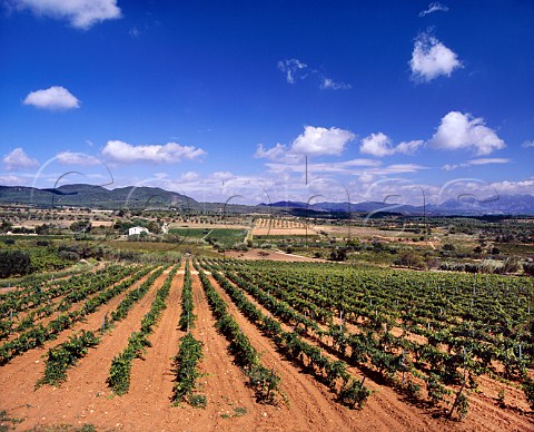Vineyards on red soil near Canaletes Catalonia   Spain   Peneds DO