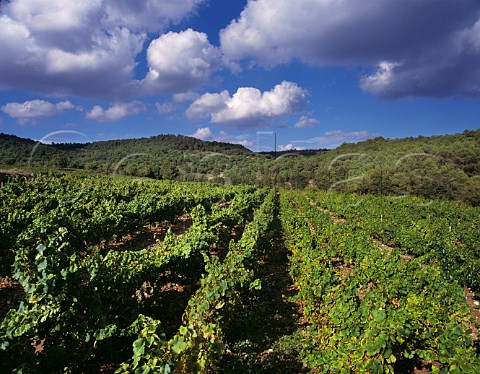 The Mas Jan vineyard of Miguel Torres high in the Peneds hills at an altitude of around 750m it is mainly planted with Muscat of Alexandria     Near Pontons Catalonia Spain Peneds