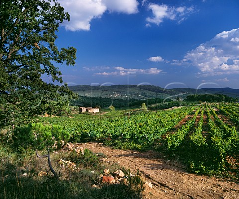 Mas Jan vineyard of Miguel Torres high in the Peneds hills at an altitude of around 750m it is mainly planted with Muscat of Alexandria Pontons Catalonia Spain