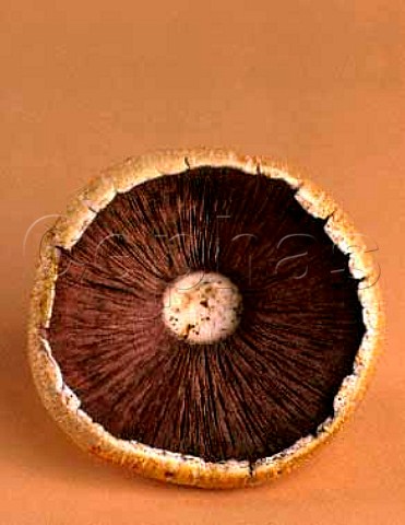 Gills of a Field Mushroom