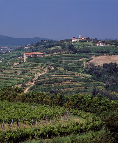 View across the border to vineyards in Slovenia from those near San Floriano del Collio Friuli Italy