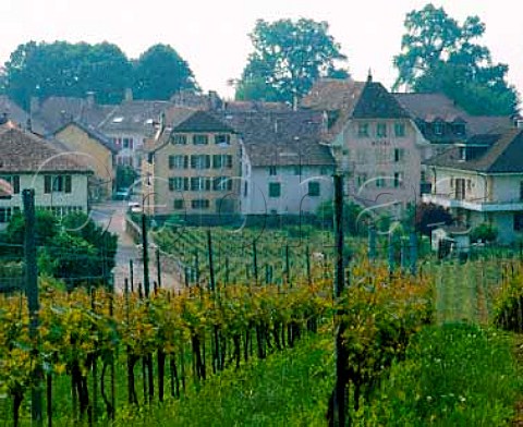Chasselas vines at Cortaillod on the shore of Lac de   Neuchatel Switzerland