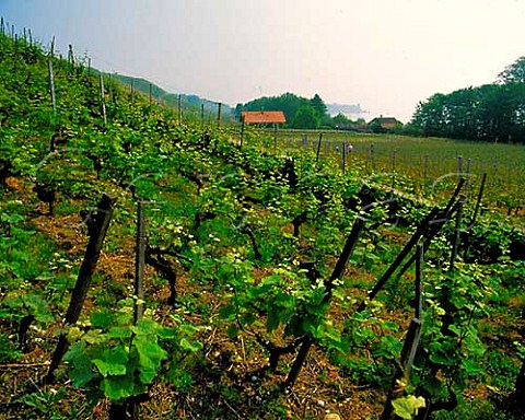 Pinot Noir vineyard by the Lac de Neuchtel at   Cortaillod Switzerland