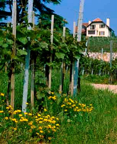 Chasselas vineyard at Cortaillod on the north shore   of Lac de Neuchatel Switzerland