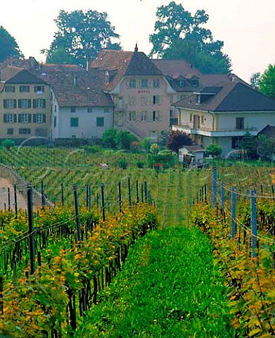 Chasselas vineyard at Cortaillod on the north shore   of Lac de Neuchtel Switzerland
