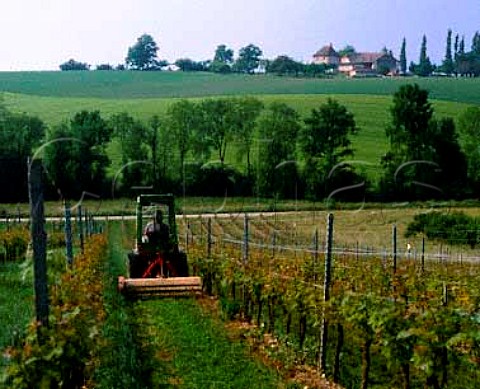 Mowing between Chasselas vines at Cortaillod on the   north shore of Lac de Neuchatel Switzerland