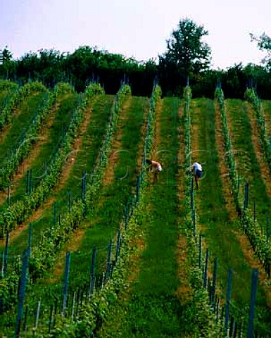 Stripping Pinot Noir vines of excess shoots at   Cortaillod by Lac de Neuchatel Switzerland