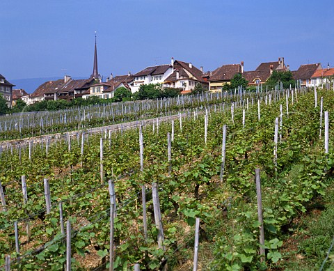 Pinot Noir vineyard at Cortaillod by   Lac de Neuchatel Switzerland