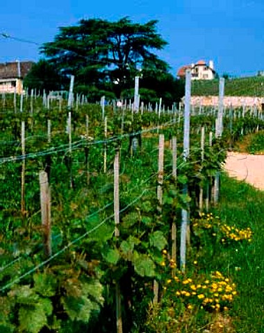 Chasselas vineyard at Cortaillod by Lac de Neuchatel   Switzerland