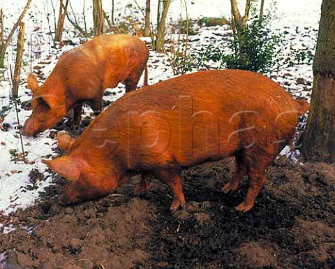 Tamworth sow and boar in the snow