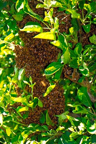 Swarm of bees in tree