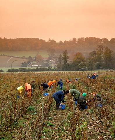 Picking Pinot Meunier grapes during autumn showers circa 1985   Hambledon Vineyard Hampshire
