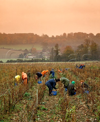 Picking Pinot Meunier grapes during autumn showers circa 1985   Hambledon Vineyard Hampshire