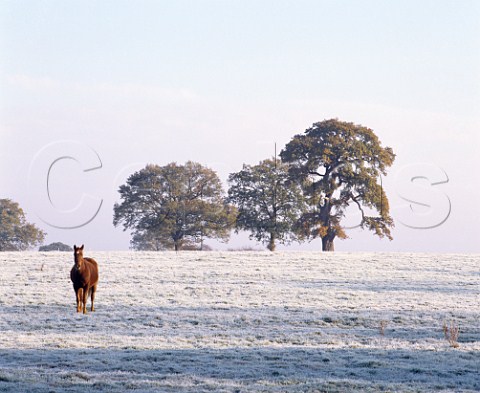 Horse in frost covered field with autumnal oak trees beyond Cobham Surrey England