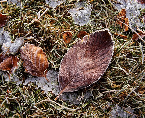Frost on fallen autumn leaves