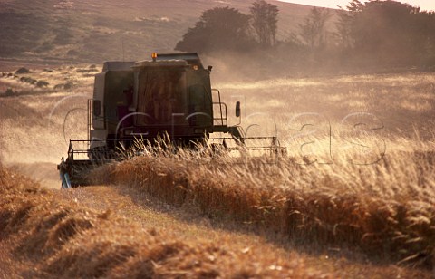 Harvesting wheat on the South Downs near Eastbourne Sussex England