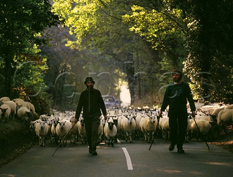 Moving sheep along road to a new pasture Headley Surrey England