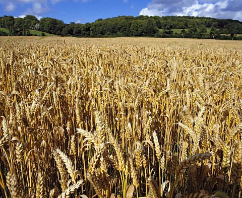 Ripe field of wheat on the North Downs in Surrey   England