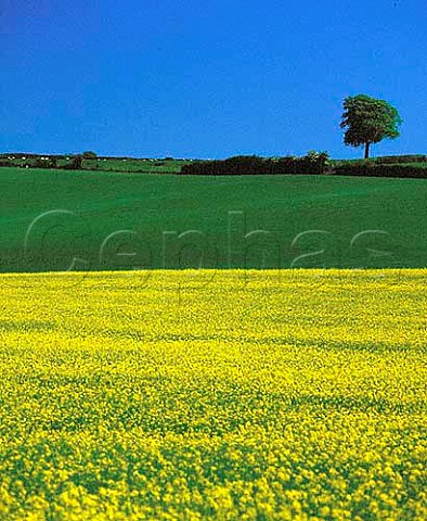 Oil seed rape in flower Springtime on the North   Downs Surrey