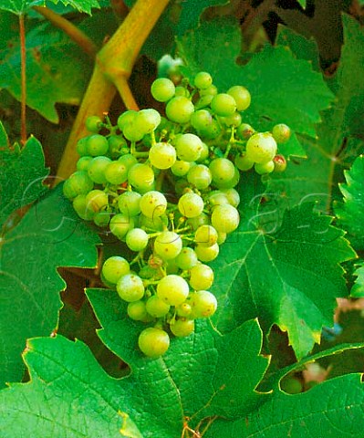 Uneven fruit set Millerandage of Reichensteiner   grapes