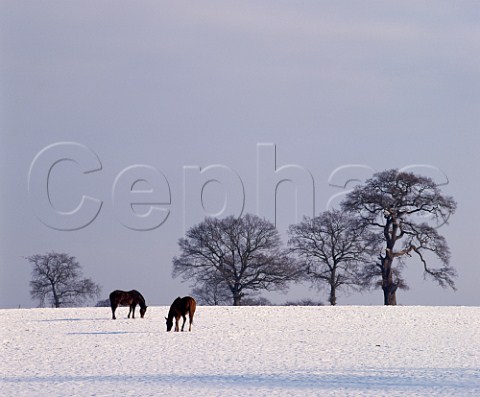 Horses in snow covered field with oak trees beyond Cobham Surrey England