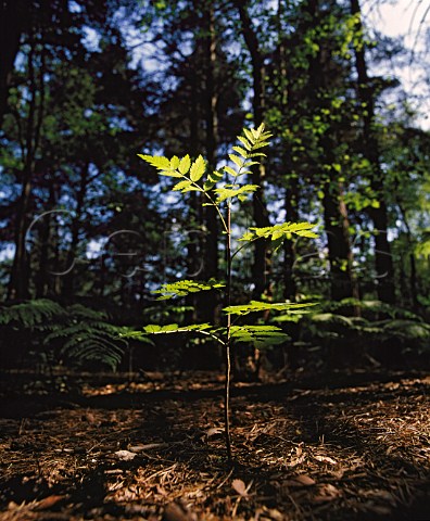 Young sapling in woodland on the North Downs   Surrey England