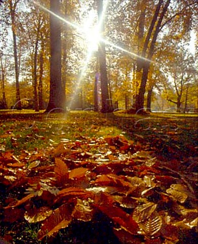 Autumn at Claremont Gardens near Esher Surrey