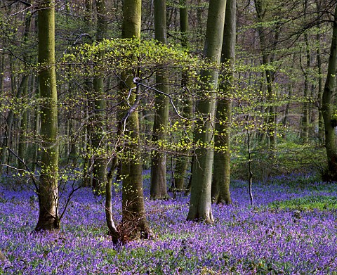 Bluebells and Beech trees in the Chiltern Hills   Buckinghamshire England