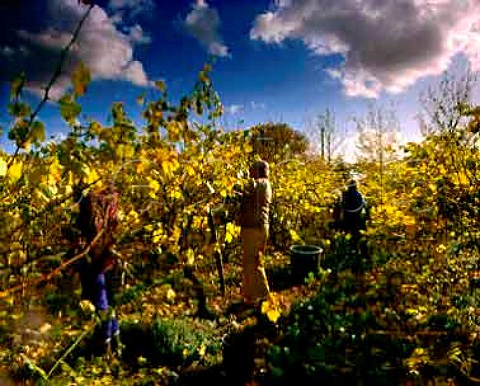 Picking Kerner grapes in vineyard of Carr Taylor Westfield near Hastings Sussex England