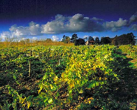 Vineyard of Carr Taylor at Westfield near Hastings Sussex England