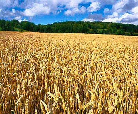 Wheat on Surrey Downland England