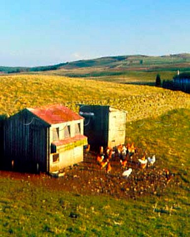 Freerange chickens Galloway Scotland