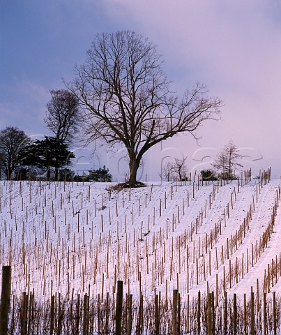 Winter snowfall in the vineyards of Denbies Wine   Estate on the North Downs at Dorking Surrey