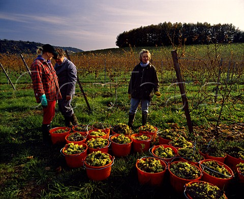 Harvested Reichensteiner grapes at Denbies Vineyard   Dorking Surrey England