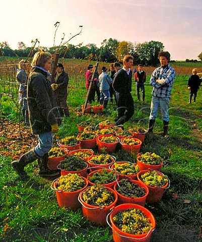 Harvesting Reichensteiner grapes at   Denbies Vineyard Dorking Surrey England