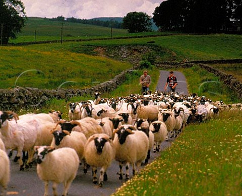 Shepherds driving Blackface Sheep along road Loch Urr Dumfries Scotland