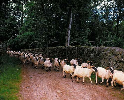 Blackface sheep after shearing Loch Urr Dumfries   Scotland