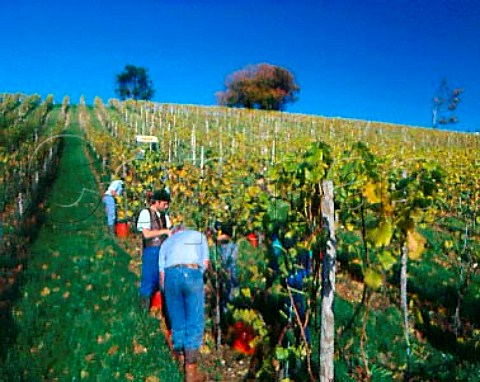 Picking Pinot Blanc grapes in vineyard at Denbies   Estate Dorking Surrey England