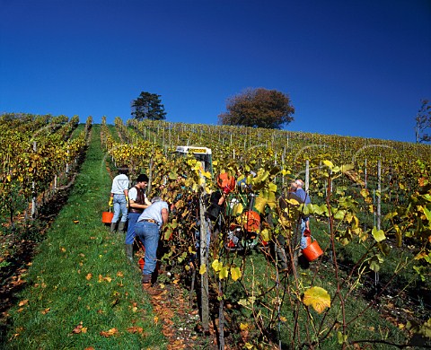 Picking Pinot Blanc grapes in vineyard of   Denbies Estate Dorking Surrey England